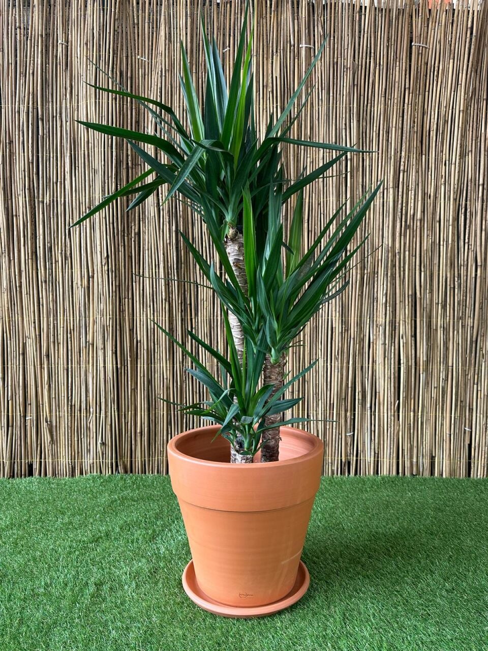 Yucca Bakımı: Sağlıklı ve Estetik Bir Ev Bitki Rehberi