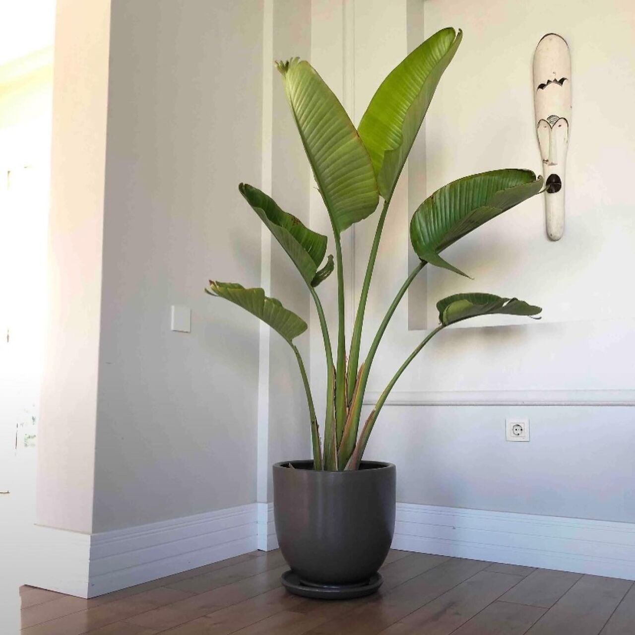 Evinizin Havasını Değiştirin: İç Mekan Saksı Seçimi | Odka Saksı