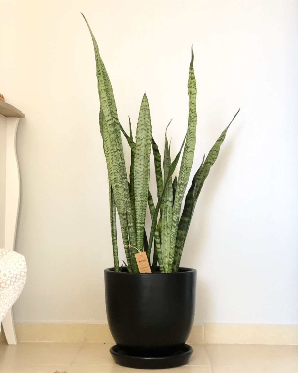 Odka Dekor Siyah Saksı Koleksiyonu: Öne Çıkan Model Önerileri