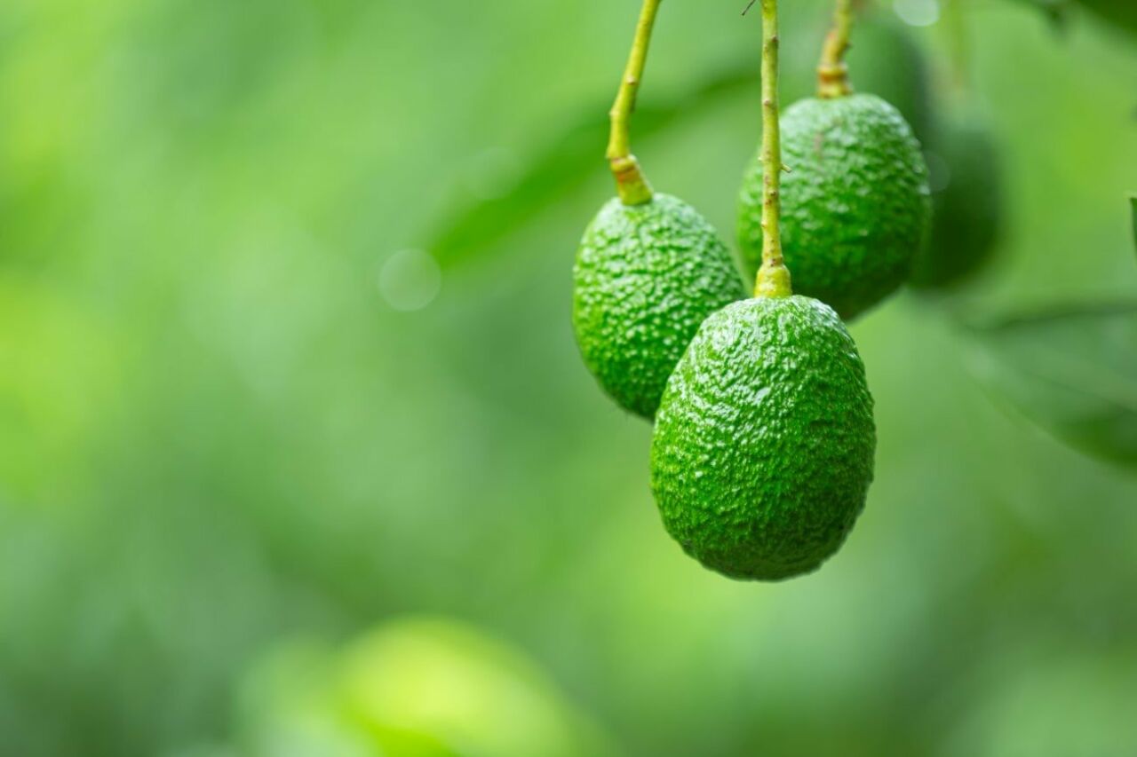 Avokado Ağacı Saksıda Yetişir mi?