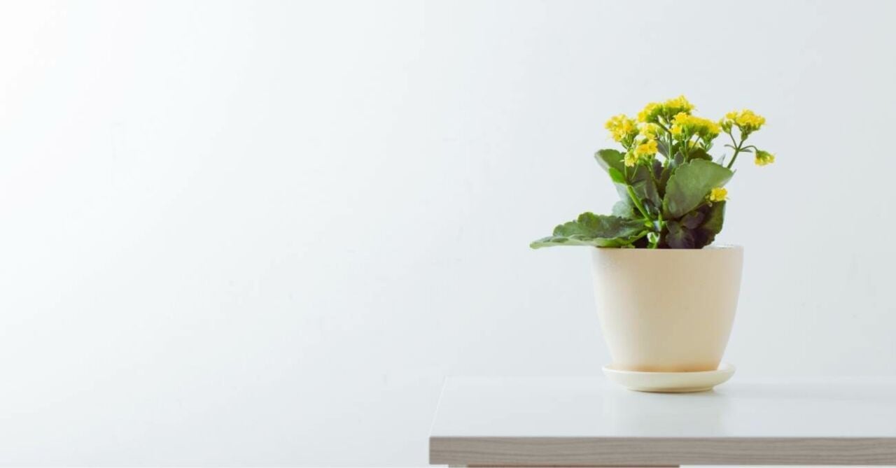 Kalanchoe Çiçek Bakımı