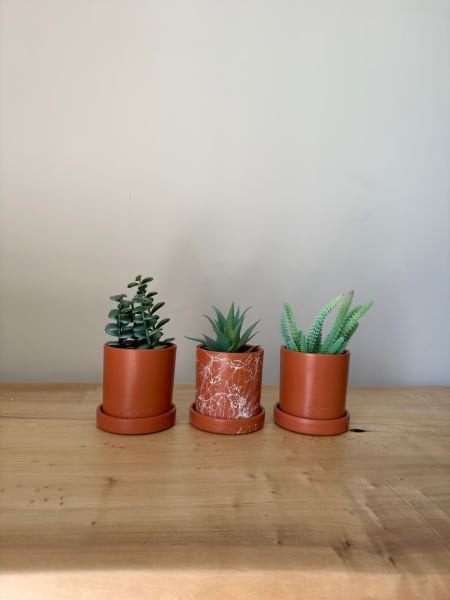 3lü Silindir Kaktüs Seti Tabaklı Yükseklik 10cm X Çap 10cm