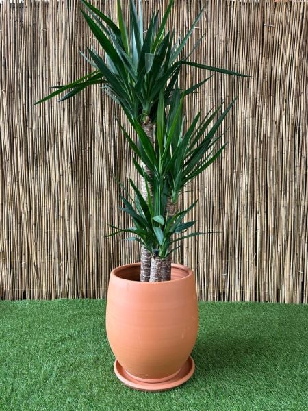 Armut Modeli Doğal El yapımı Terracotta Çömlek Saksı Tabaklı