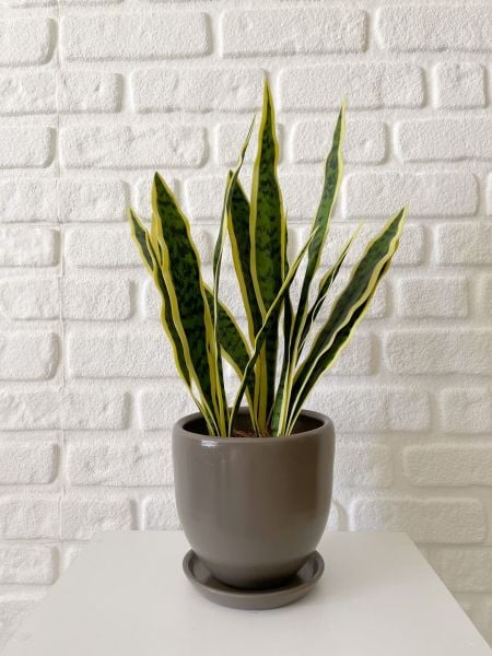 Klasik Saksı Tabaklı Yükseklik 17cmX Çap 19cm