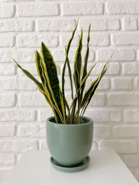 Klasik Saksı Tabaklı Yükseklik 17cmX Çap 19cm