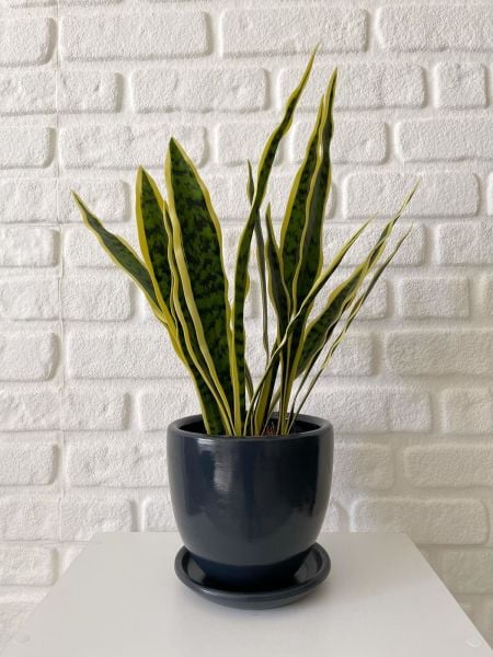 Klasik Saksı Tabaklı Yükseklik 17cmX Çap 19cm