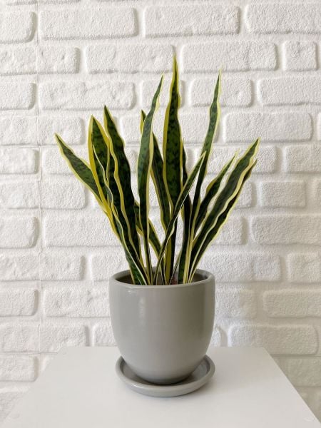Klasik Saksı Tabaklı Yükseklik 17cmX Çap 19cm