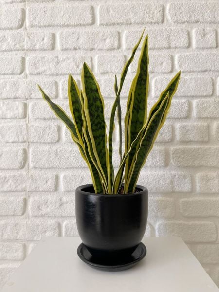 Klasik Saksı Tabaklı Yükseklik 17cmX Çap 19cm