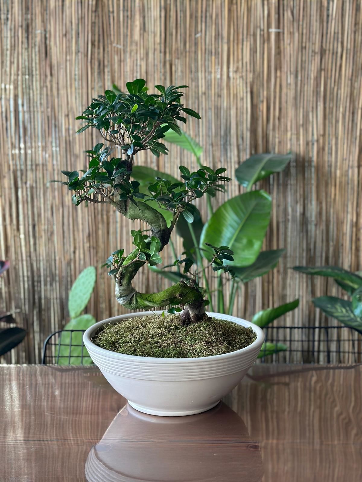 Odka Bonsai/ Çanak Saksı Tabaklı Ekru