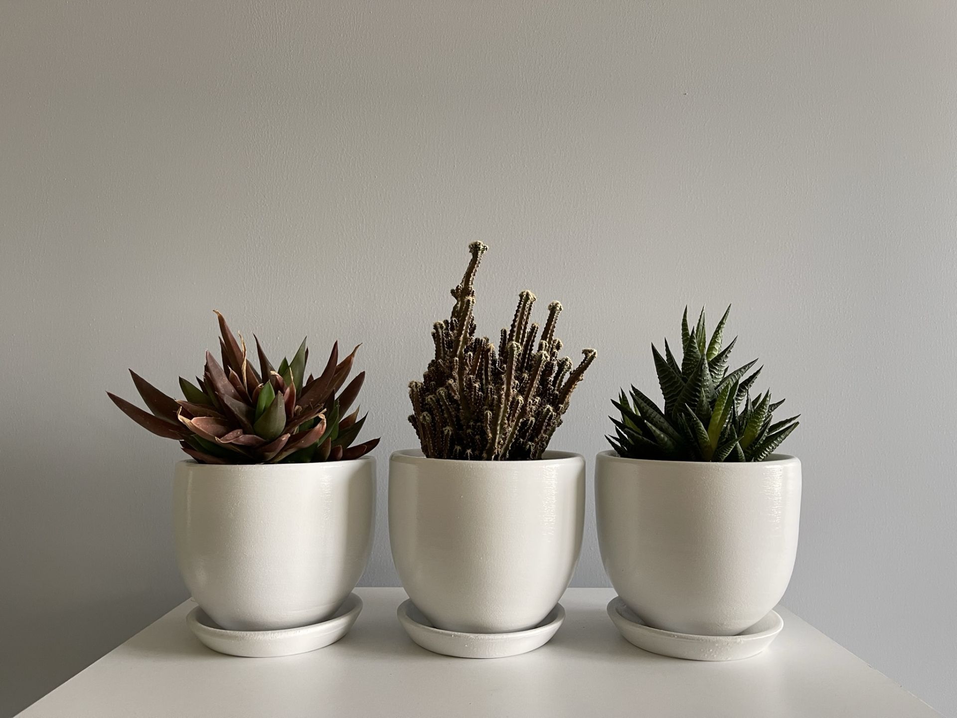3lü Kaktüs Saksı Seti Tabaklı Beyaz Yükseklik 10cm Çap 12cm