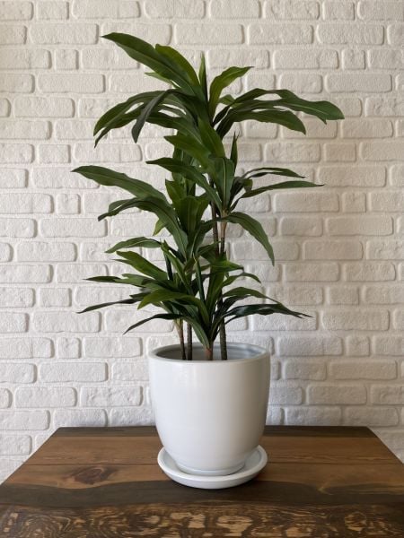 Klasik Saksı Tabaklı Yükseklik 17cmX Çap 19cm Beyaz