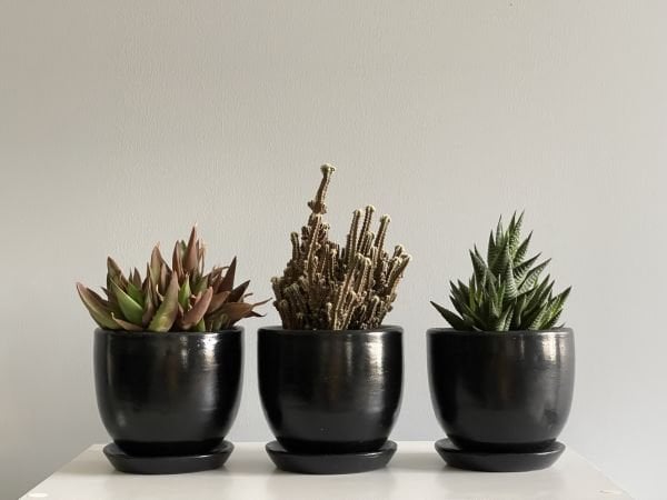 3lü Kaktüs Saksı Seti Tabaklı Siyah Yükseklik 10cm Çap 12cm