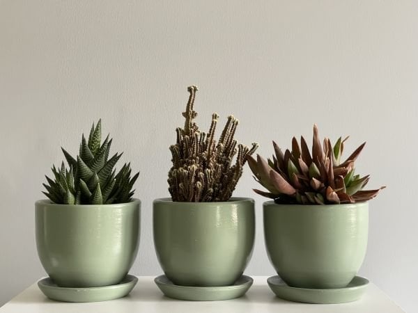 3lü Kaktüs Saksı Seti Tabaklı Mint Yeşili Yükseklik 10cm Çap 12cm