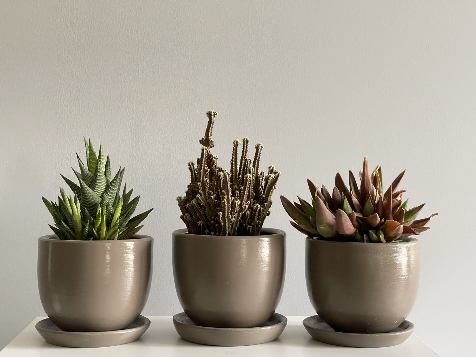 3lü Kaktüs Saksı Seti Tabaklı Vizon Yükseklik 10cm Çap 12cm
