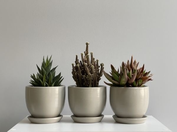 3lü Kaktüs Saksı Seti Tabaklı Granit Gri Yükseklik 10cm Çap 12cm