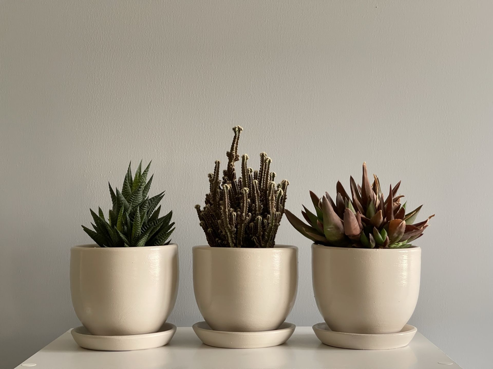 3lü Kaktüs Saksı Seti Tabaklı Taş Yükseklik 10cm Çap 12cm