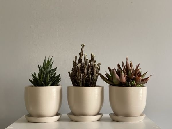 3lü Kaktüs Saksı Seti Tabaklı Taş Yükseklik 10cm Çap 12cm