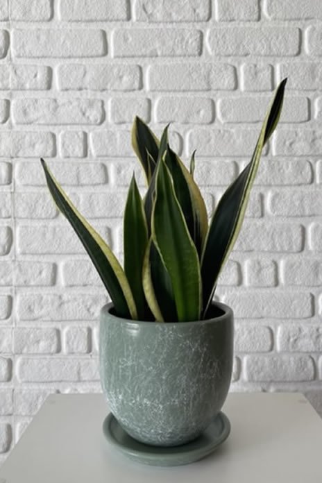 Klasik Saksı Tabaklı Mia Seri- Mint Yeşili Mermer Desenli Yükseklik: 17cm Çap: 19cm
