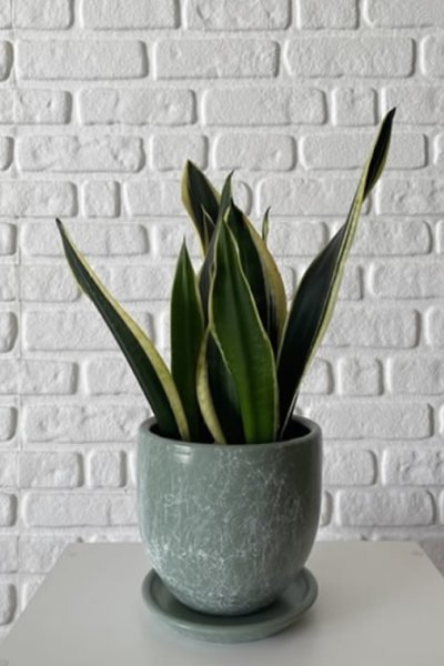 Klasik Saksı Tabaklı Mia Seri- Mint Yeşili Mermer Desenli Yükseklik: 17cm Çap: 19cm