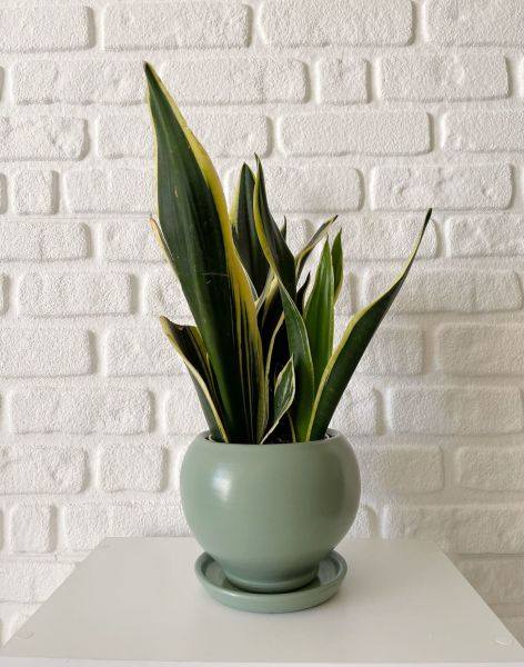 Küre Saksı Tabaklı Yükseklik 16cmX Çap 16cm