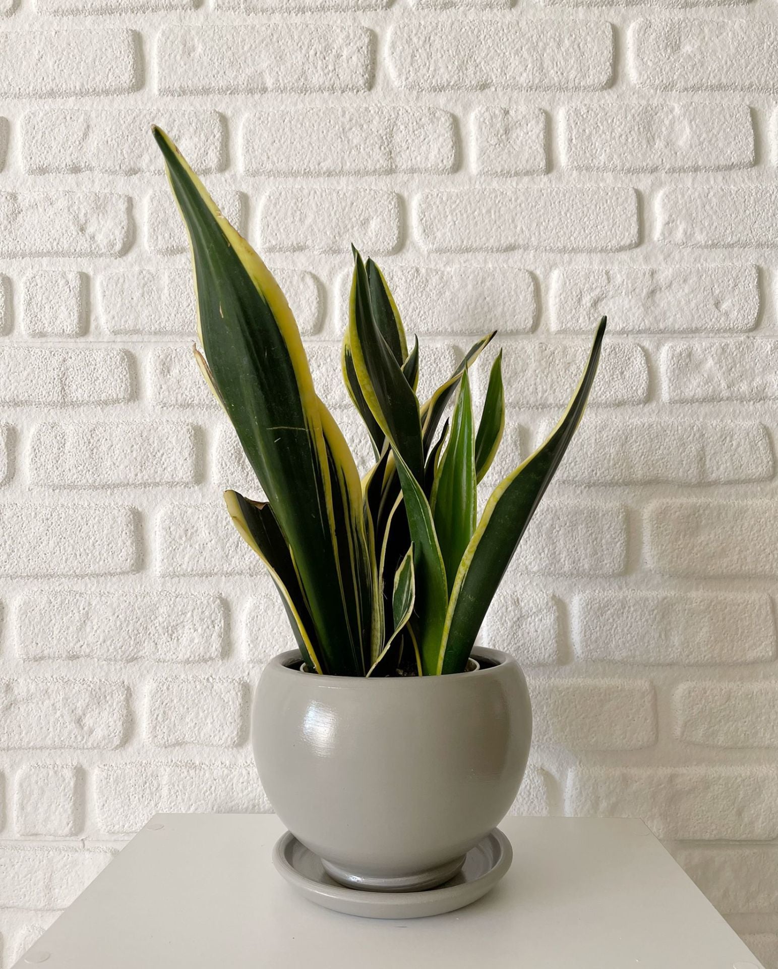 Küre Saksı Tabaklı Yükseklik 16cmX Çap 16cm