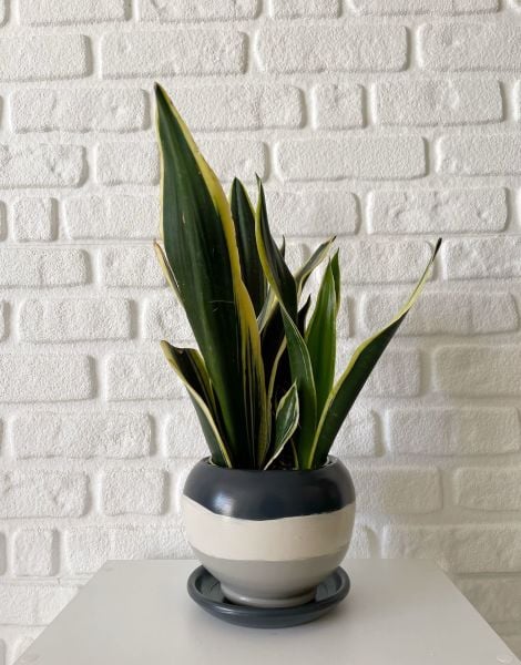 Küre Saksı Tabaklı Yükseklik 16cmX Çap 16cm