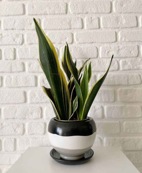 Küre Saksı Tabaklı Yükseklik 16cmX Çap 16cm