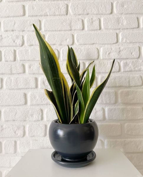 Küre Saksı Tabaklı Yükseklik 16cmX Çap 16cm