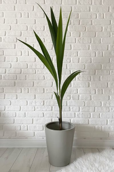 Odka Uzun Konik Saksı Tabaklı Granit Renk