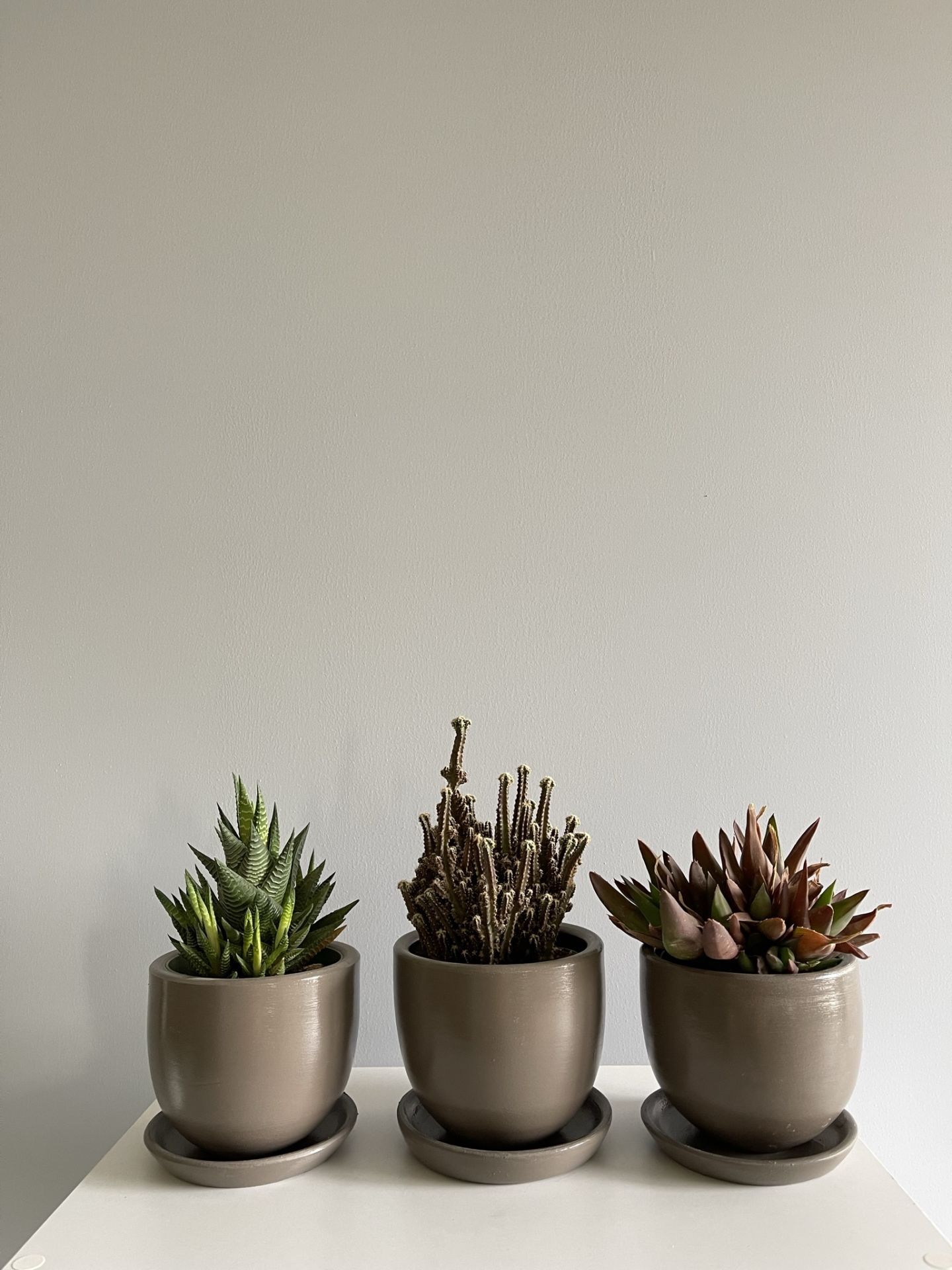 3lü Kaktüs Seti  Tabaklı Yükseklik 10cm X Çap 12cm