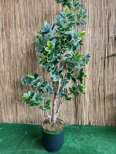 Yapay Bitki Ficus  Büyük Boy Ağaç 210cm