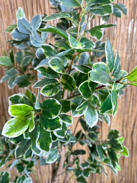 Yapay Bitki Ficus  Büyük Boy Ağaç 210cm