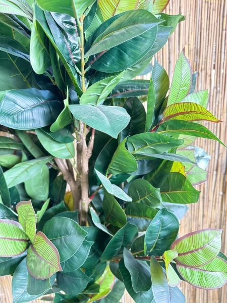 Yapay Bitki Kauçuk Büyük Boy Ağaç 200cm