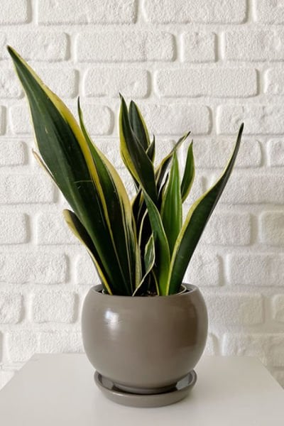 Küre Saksı -Vizon H:43cm X Çap:47cm (60 Litre)