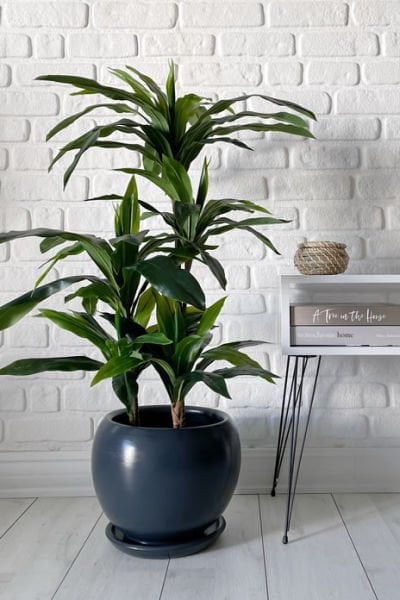 Küre Saksı- Antrasit