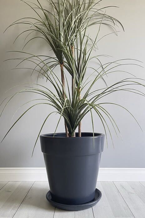 Kalın Dudaklı Konik Saksı Tabaklı Yükseklik:30cm Çap:32cm Antrasit
