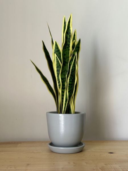 8 Litre Klasik Saksı Tabaklı Yükseklik: 17cmX Çap: 19cm