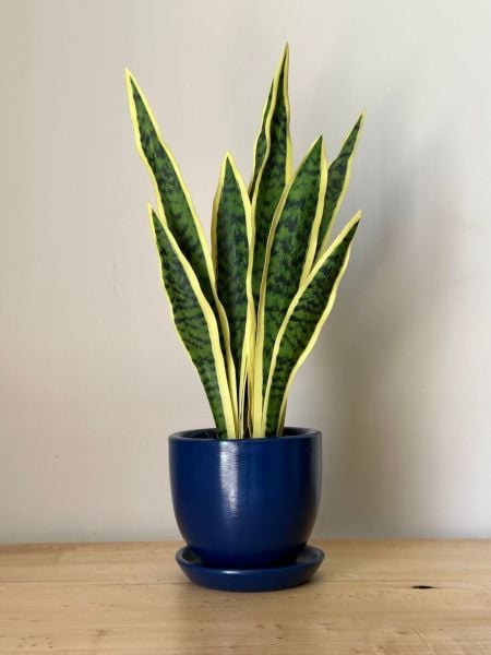 8 Litre Klasik Saksı Tabaklı Yükseklik: 17cmX Çap: 19cm