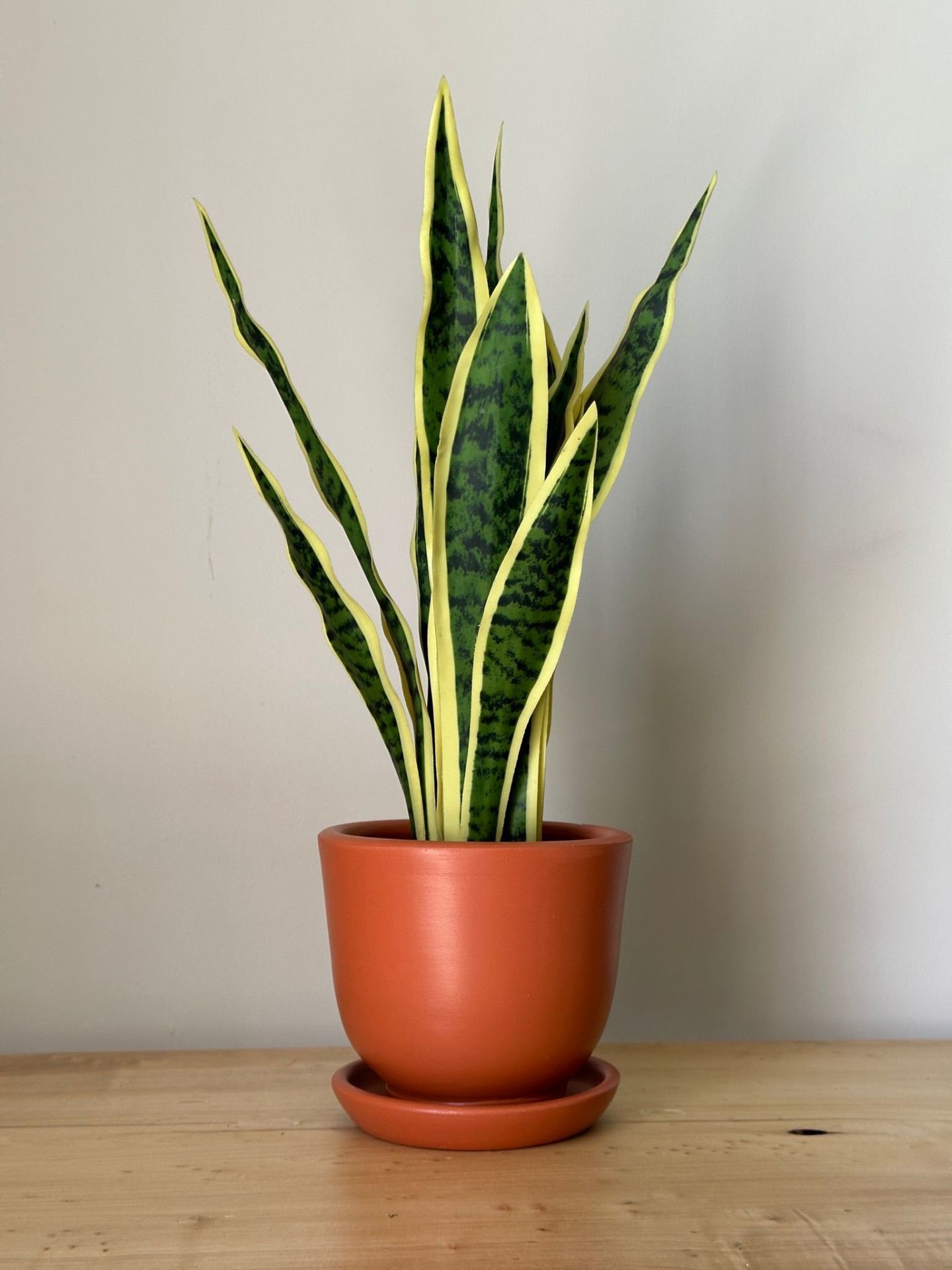 8 Litre Klasik Saksı Tabaklı Yükseklik: 17cmX Çap: 19cm