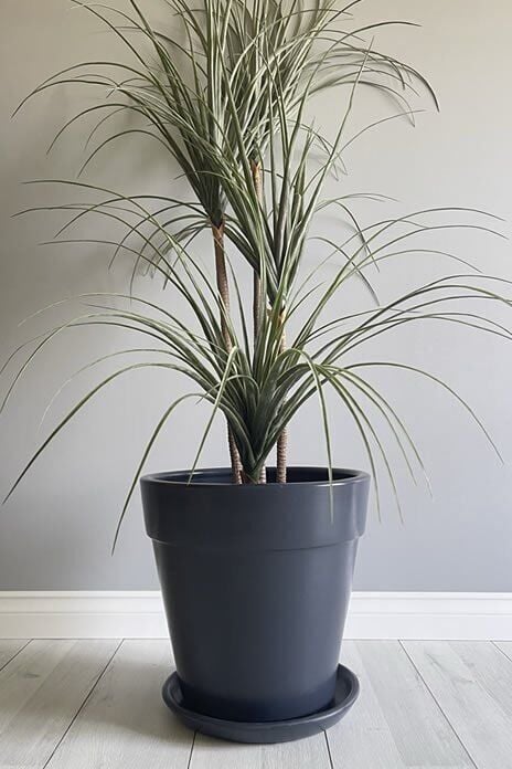 Kalın Dudaklı Konik Saksı Tabaklı Yükseklik:30cm Çap:32cm Antrasit