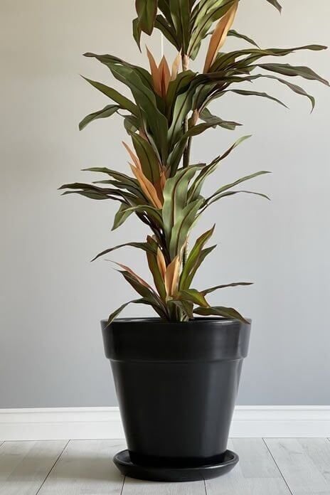 Kalın Dudaklı Konik Saksı Tabaklı Yükseklik:30cm Çap:32cm Siyah