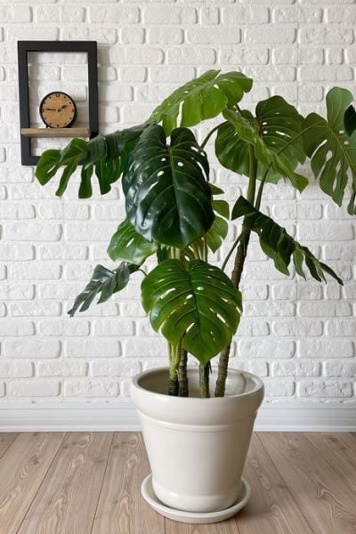 İtalyan Saksı-Ekru