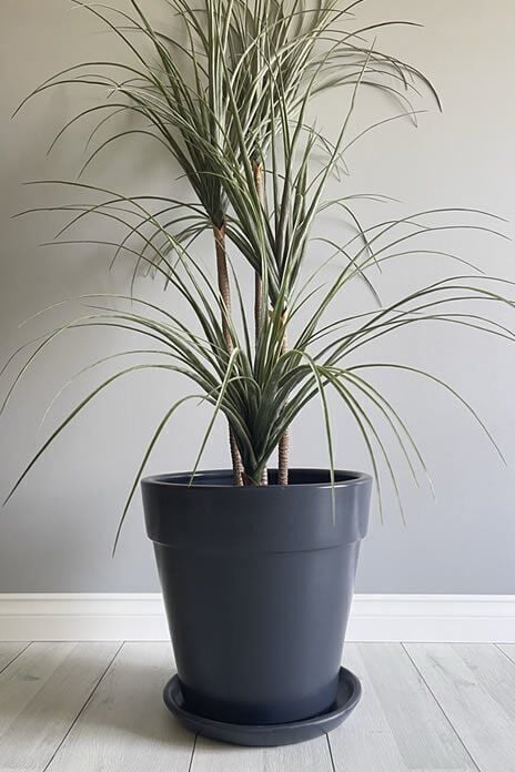 Kalın Dudaklı Konik Saksı Tabaklı Yükseklik:30cm Çap:32cm