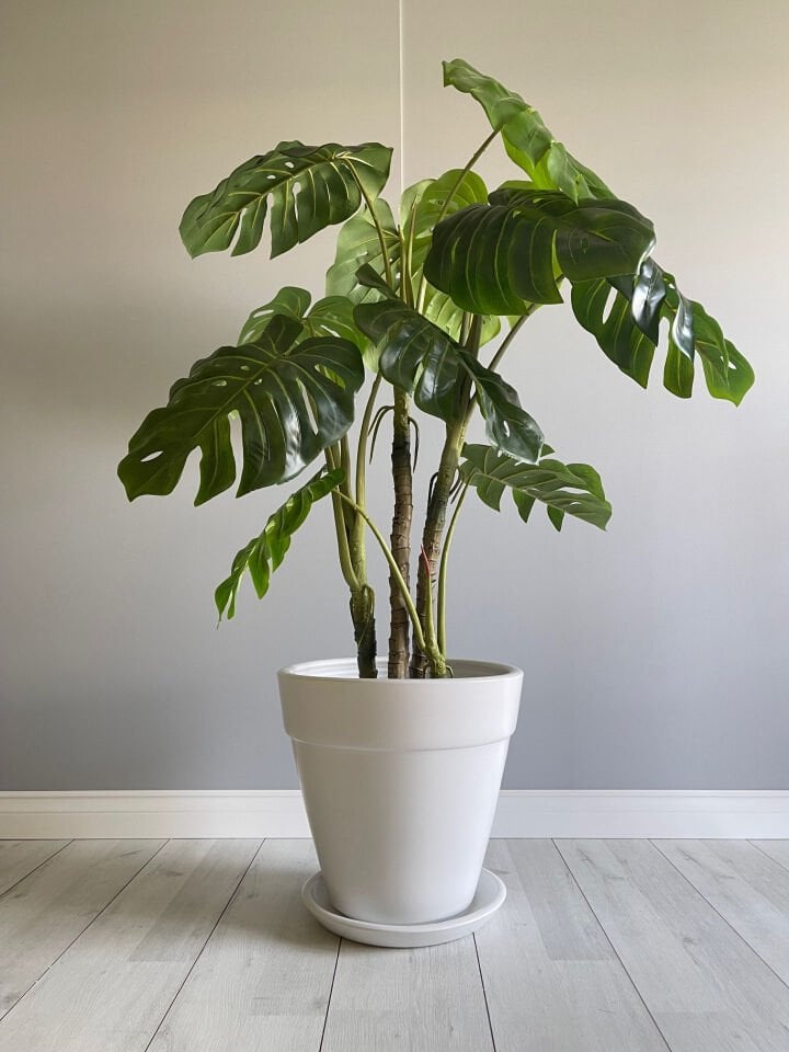 Kalın Dudaklı Konik Saksı Tabaklı Yükseklik:38cm Çap:40cm