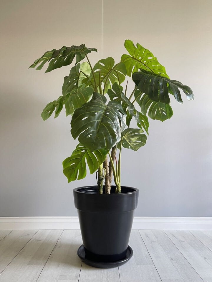 Kalın Dudaklı Konik Saksı Tabaklı Yükseklik:38cm Çap:40cm