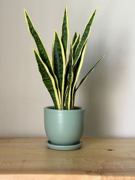 8 Litre Klasik Saksı Tabaklı Yükseklik: 17cmX Çap: 19cm