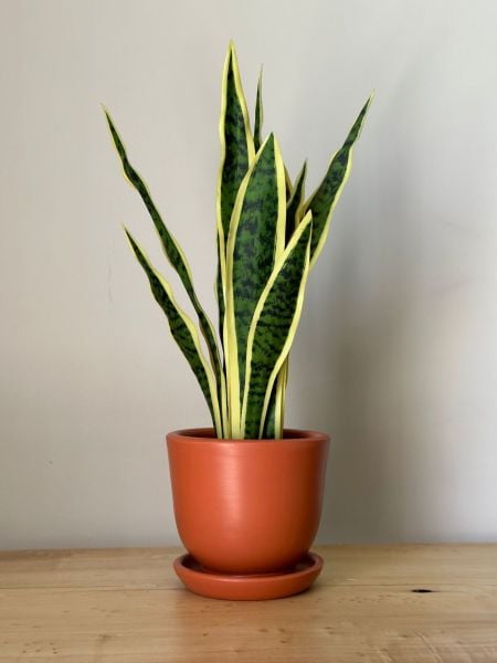 5 Litre Klasik Saksı Tabaklı Yükseklik: 17cmX Çap: 19cm