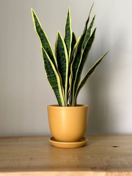 8 Litre Klasik Saksı Tabaklı Yükseklik: 17cmX Çap: 19cm