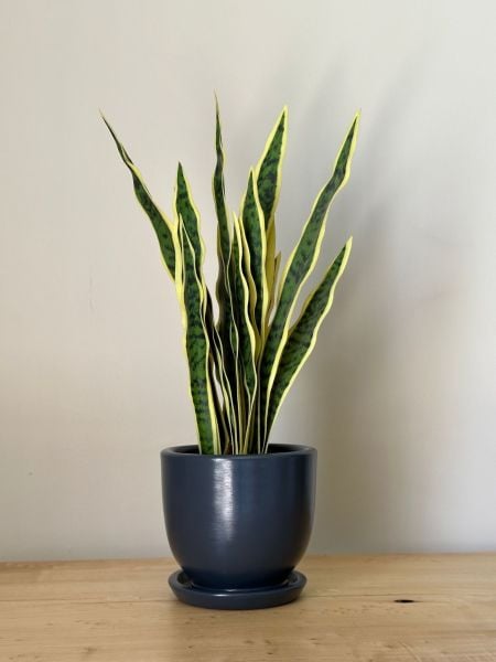 8 Litre Klasik Saksı Tabaklı Yükseklik: 17cmX Çap: 19cm