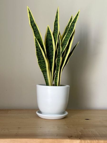 8 Litre Klasik Saksı Tabaklı Yükseklik: 17cmX Çap: 19cm